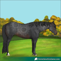 Horse Color:Brown 