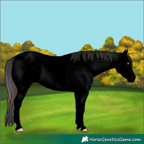 Horse Color:Void Nacre White Spotted Bay Splash Blanket Rabicano 