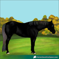Horse Color:Void Nacre White Spotted Bay Splash Blanket Rabicano 