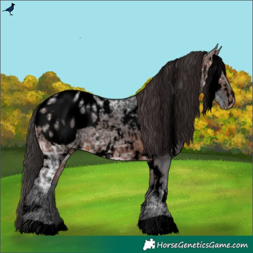 Horse Color:Void White Spotted Brown Ice Appaloosa 