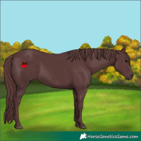 Horse Color:Chocolate Black 