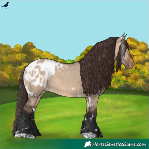 Horse Color:White Spotted Brown Dun Blanket 