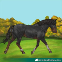 Horse Color:Liver Chestnut Tobiano Rabicano 