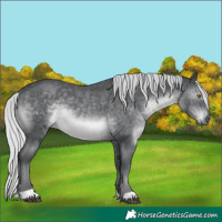 Horse Color:Silver Black Chinchilla 