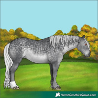 Horse Color:Silver Black Chinchilla 