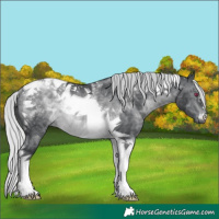Horse Color:Silver Brown Chinchilla Tobiano Rabicano