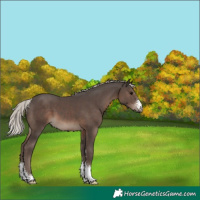 Horse Color:Silver Black Sabino