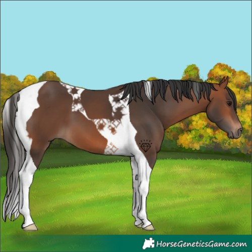 Horse Color:Bay Tobiano 