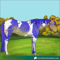 Horse Color:Watercolor Buckskin Tobiano 