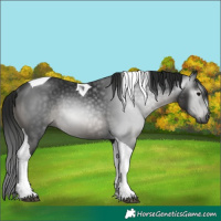 Horse Color:Gray Black Mushroom Tobiano Rabicano 