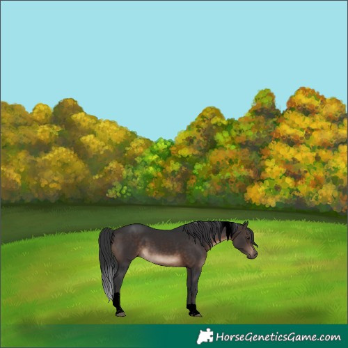 Horse Color:Void Brown Tobiano 