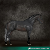 Horse Color:Void Brown Tobiano 