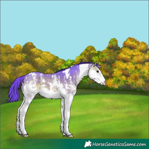 Horse Color:Watercolor White Spotted Bay Sabino Splash 