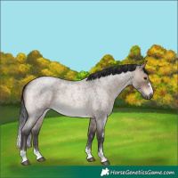 Horse Color:Brown Roan Dun 
