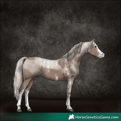 Horse Color:Powder White White Spotted Silver Grullo 