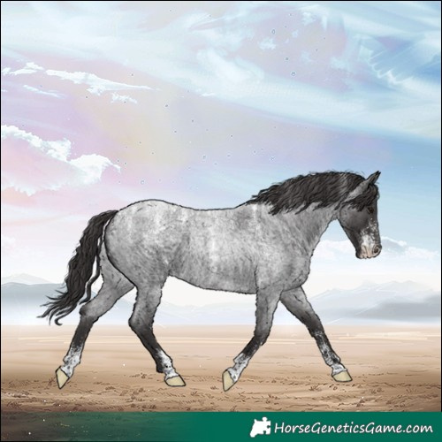 Horse Color:Powder White Smoky Blue Roan 