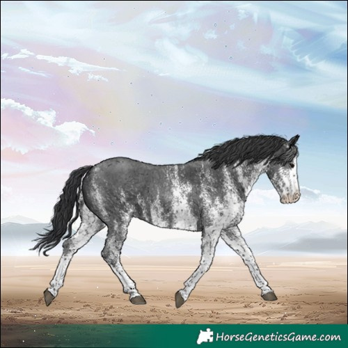 Horse Color:White Spotted Black 