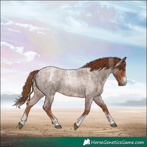 Horse Color:Powder White Red Roan 