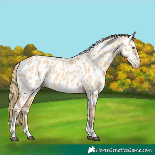 Horse Color:Red Dun Tobiano Appaloosa 