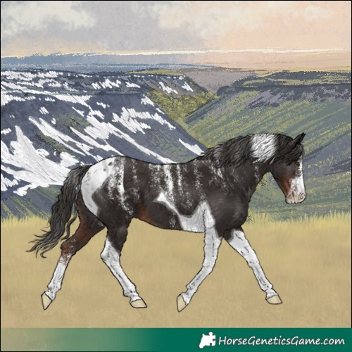 Horse Color:Powder White Liver Chestnut Tobiano 