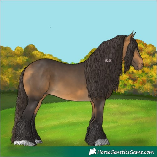 Horse Color:Buckskin 