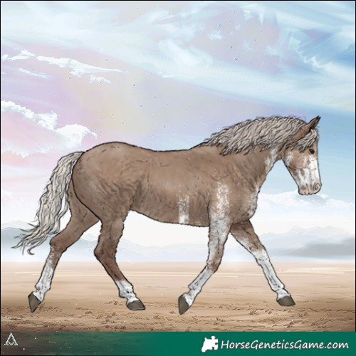 Horse Color:White Spotted Silver Grullo 
