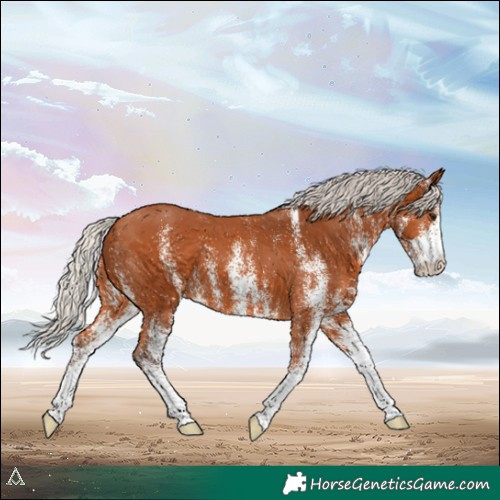 Horse Color:White Spotted Silver Bay 