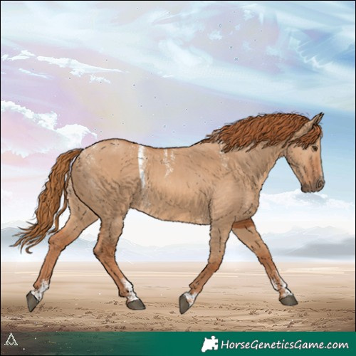 Horse Color:Powder White Red Dun 
