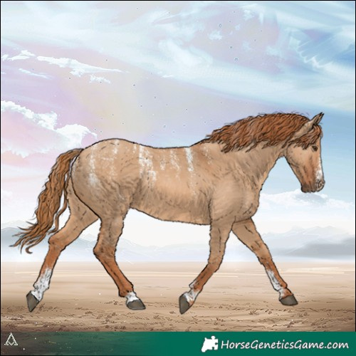 Horse Color:Powder White Red Dun 