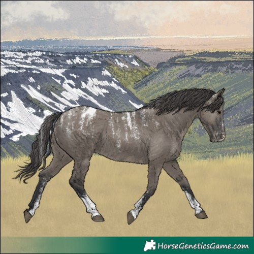 Horse Color:Powder White Grullo Blanket 