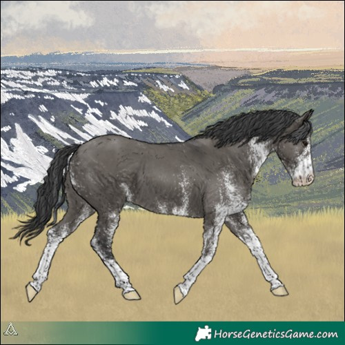 Horse Color:White Spotted Grullo 