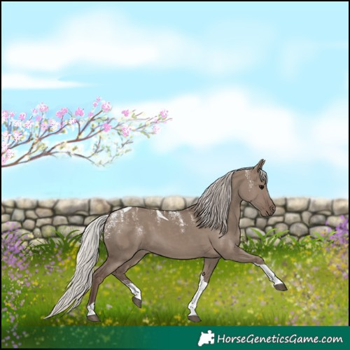 Horse Color:Powder White Silver Grullo Tobiano 