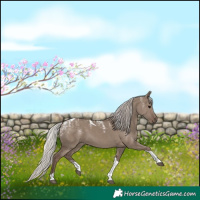 Horse Color:Powder White Silver Grullo Tobiano 