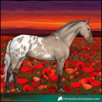 Horse Color:Silver Brown Dun Appaloosa 
