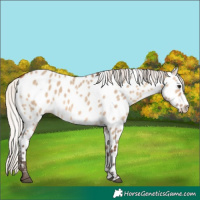 Horse Color:Silver Brown Dun Appaloosa 
