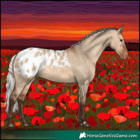Horse Color:Silver Brown Dun Appaloosa 