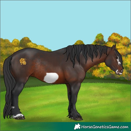 Horse Color:Brown Rabicano  and Brown Frame Rabicano 