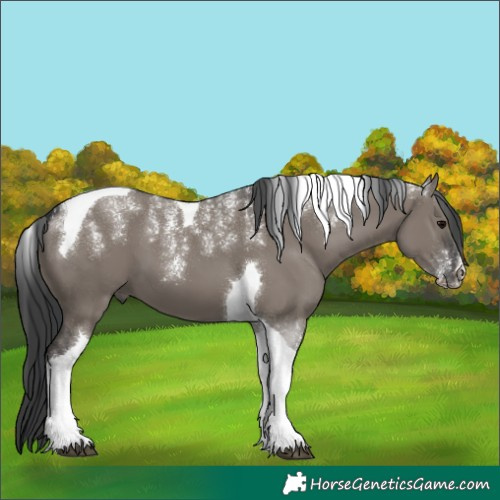Horse Color:Powder White Grullo Tobiano 