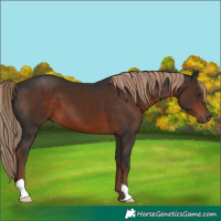 Horse Color:Liver Chestnut 