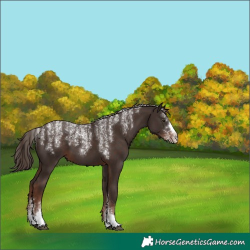 Horse Color:Powder White Liver Chestnut 