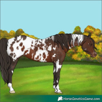 Horse Color:White Spotted Liver Chestnut Appaloosa 