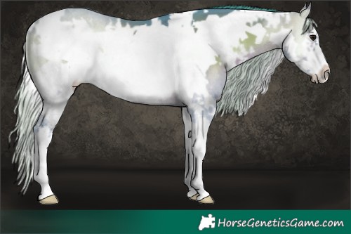Horse Color:Watercolor White Spotted Silver Brown Onyx Sabino Frame 