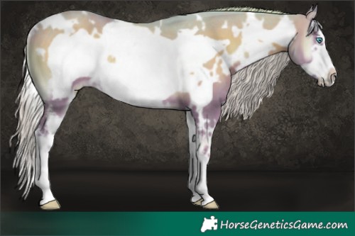 Horse Color:Watercolor White Spotted Silver Blue Onyx Sabino Frame Rabicano 