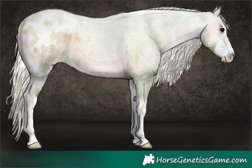 Horse Color:Watercolor White Spotted Silver Blue Onyx Roan Appaloosa 