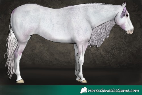 Horse Color:Watercolor White Spotted Silver Grullo Roan Onyx Appaloosa 