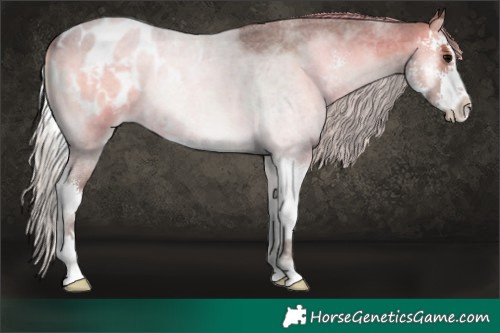 Horse Color:Silver Blue Onyx Roan Sabino Appaloosa 