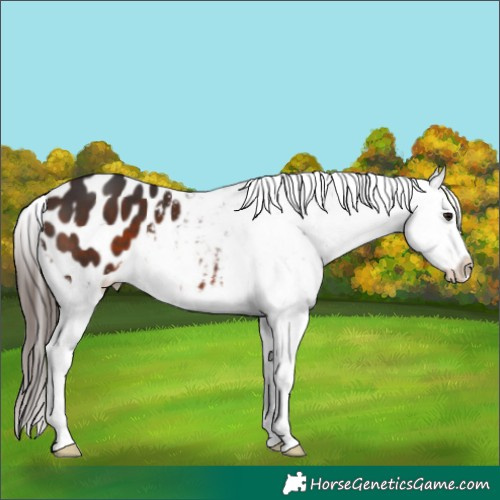 Horse Color:Brown Appaloosa 