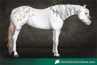 Horse Color:White Spotted Red Dun Appaloosa