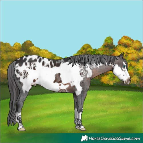 Horse Color:Brown Frame Appaloosa 