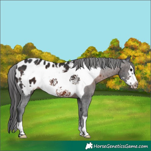 Horse Color:Brown Frame Appaloosa 